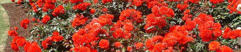 Roses at the Parnel Rose Garden, Auckland